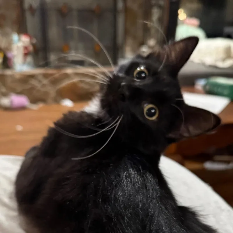 Mr Bojangles thumbnail 2