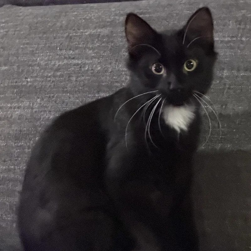 Mr Bojangles thumbnail 3