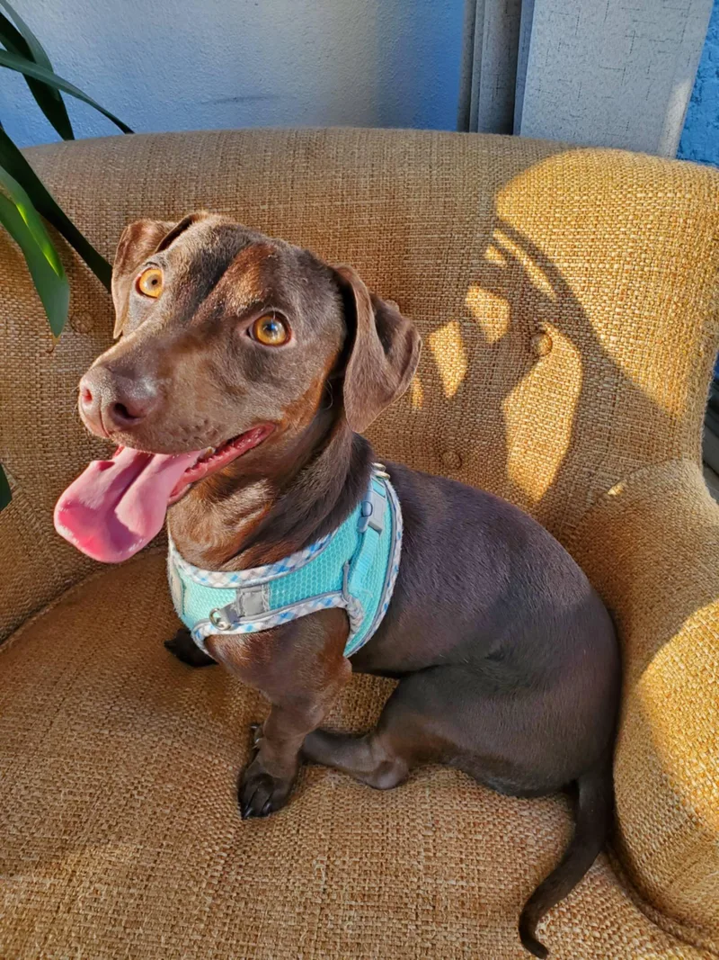 A young small-sized male Dachshund dog named Choco for adoption in Minneapolis, MN