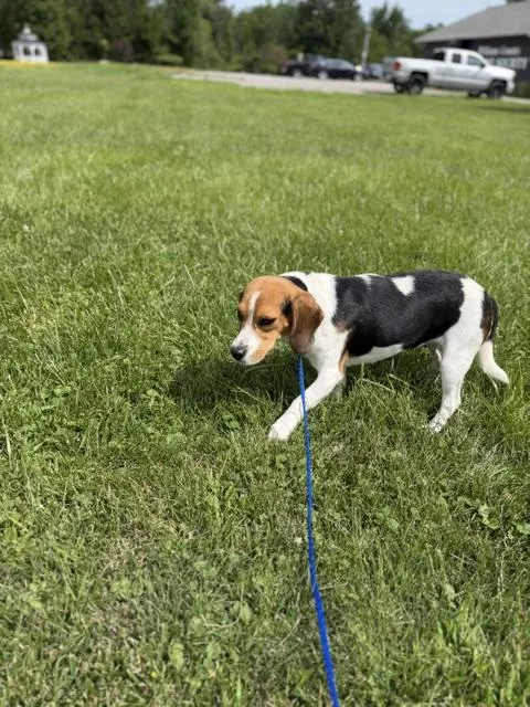 An adult medium-sized female Beagle dog named Penelope for adoption in Bryan, OH