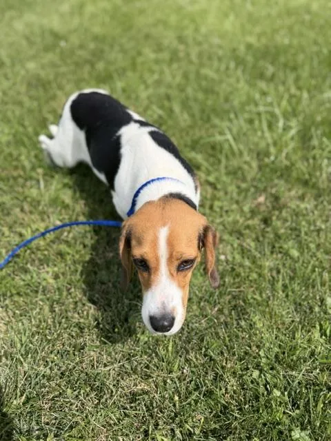 Penelope thumbnail 5