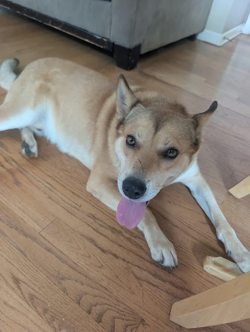 A senior medium-sized male Apricot / Beige Chow Chow dog named John Wick for adoption in Magnolia, TX