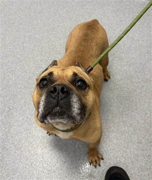 An adult medium-sized female American Bulldog dog named June for adoption in Indianapolis, IN