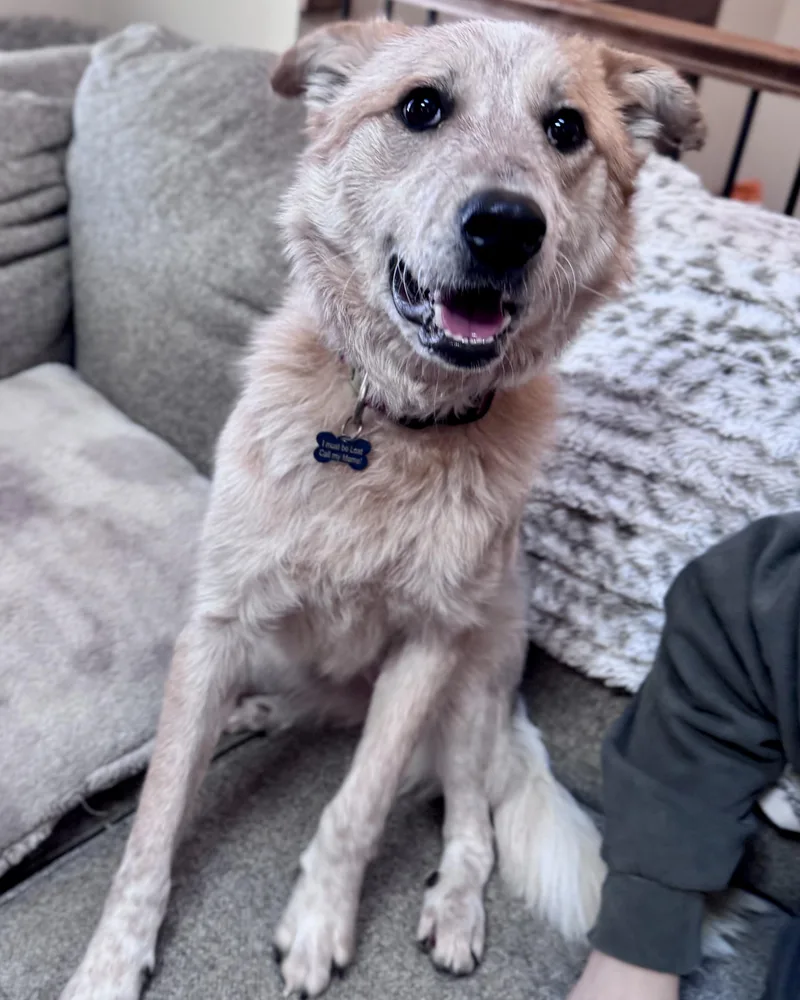 Sunflower thumbnail 2