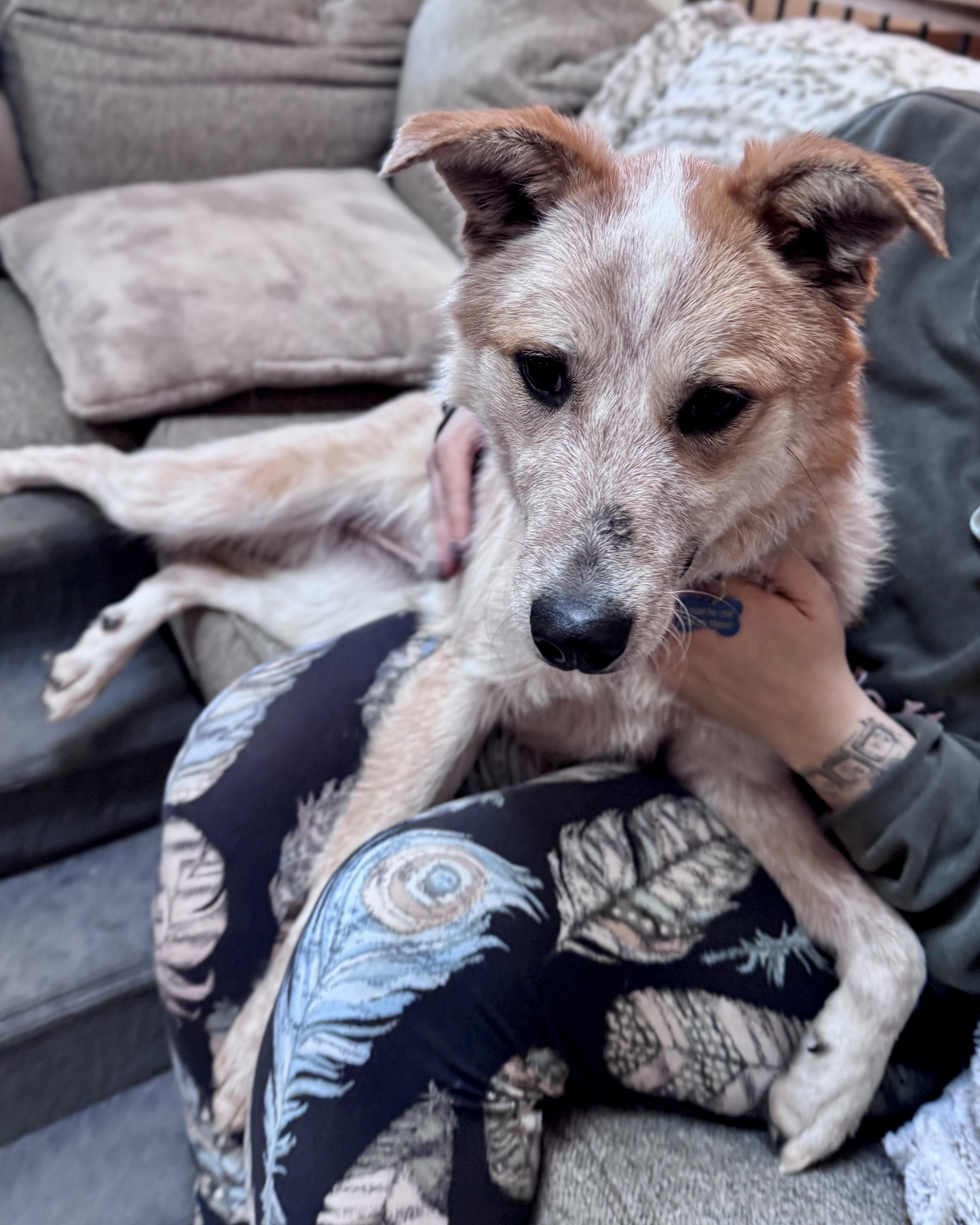 Sunflower thumbnail 5