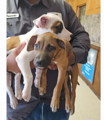 A baby large-sized female Boxer dog named Darla for adoption in Morton Grove, IL