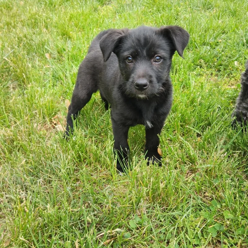 A baby small-sized female Black Mixed Breed dog named Winnie for adoption in Rockville, MD