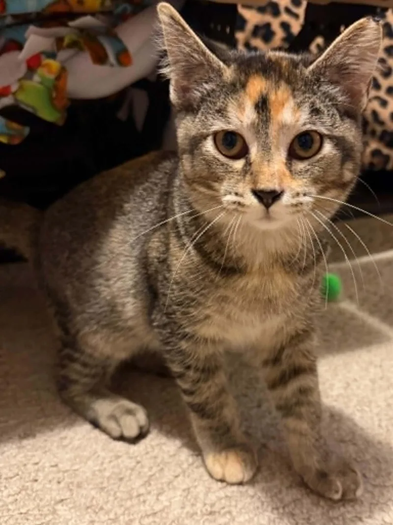 A baby small-sized female Tortoiseshell cat named Dorito for adoption in Charles City, IA
