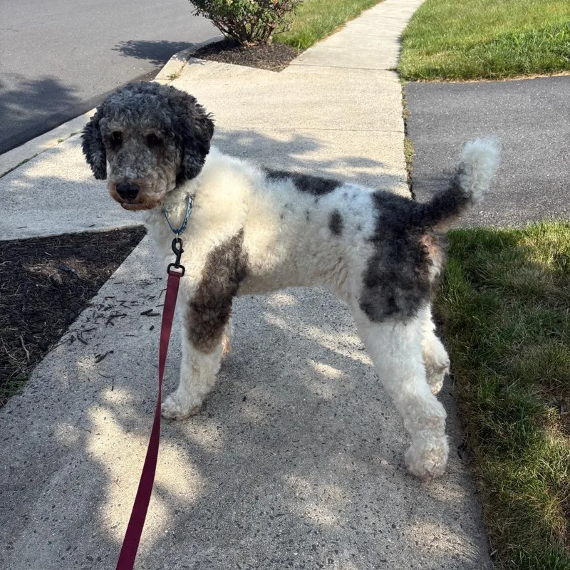 An adult large-sized male White / Cream Standard Poodle dog named Fawkes for adoption in Sinking Spring, PA