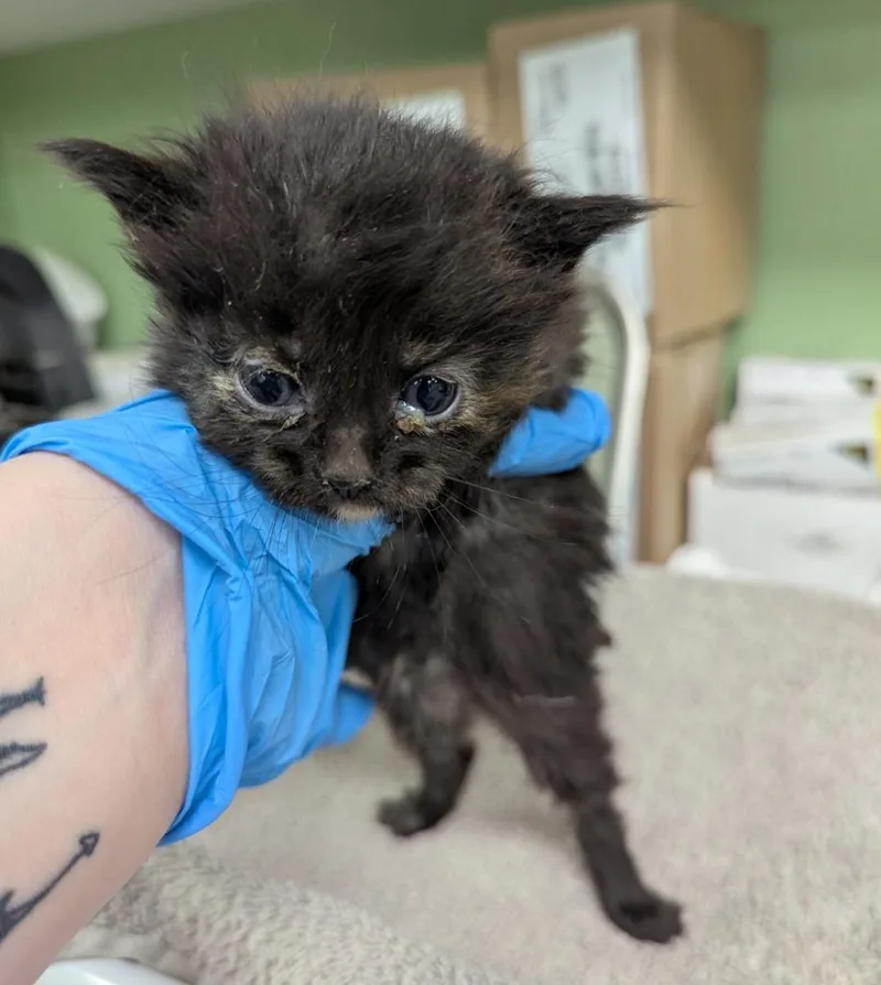 A baby medium-sized female Domestic Medium Hair cat named Lola for adoption in La Porte, IN