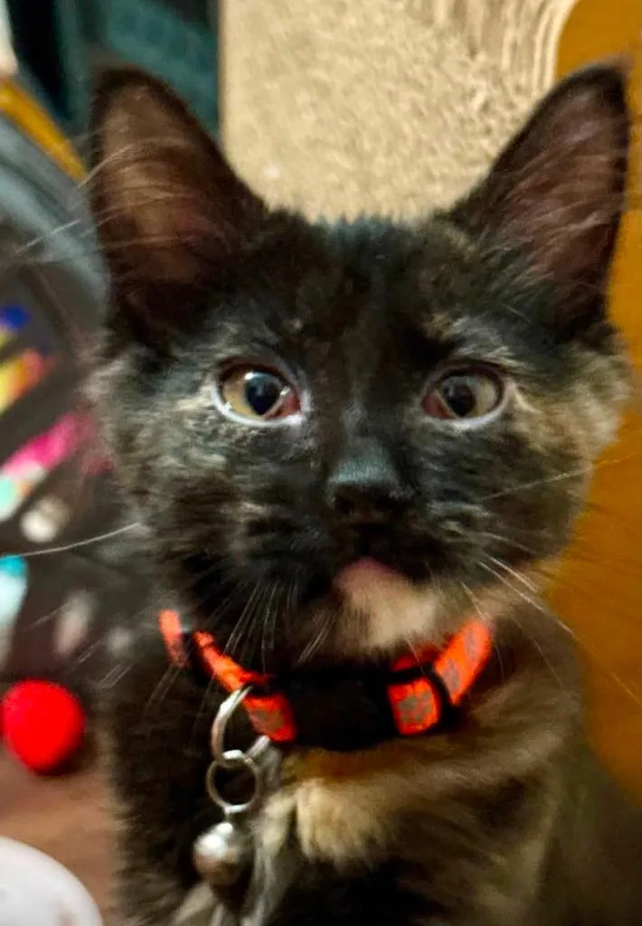 Lola thumbnail 2