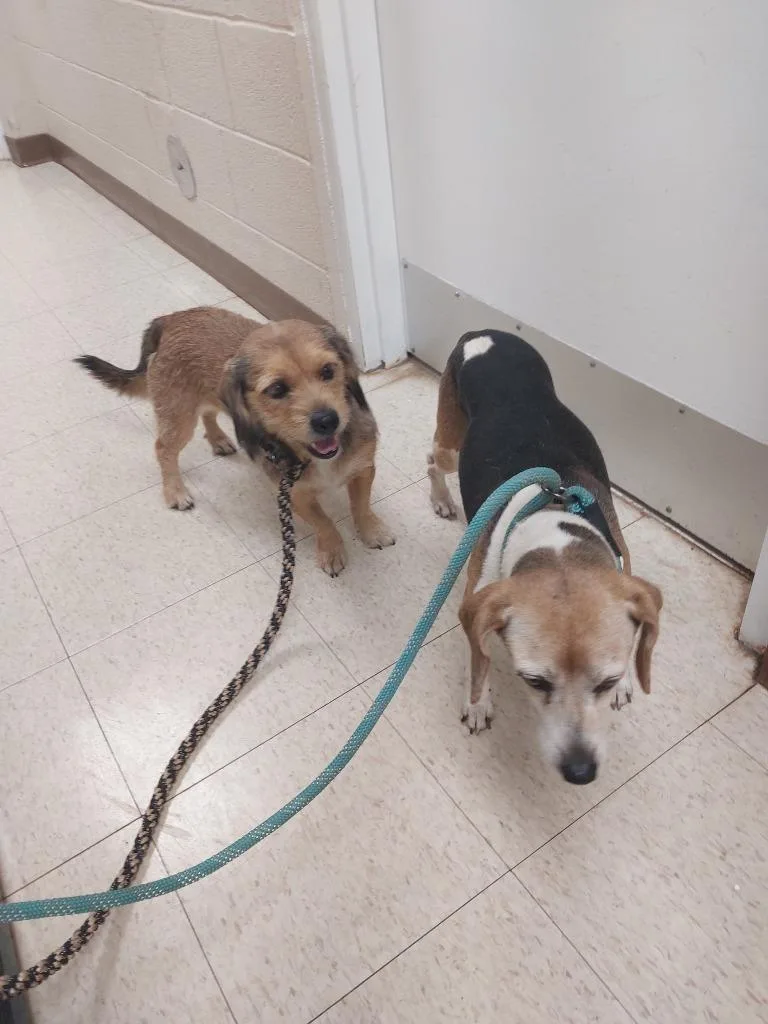 An adult medium-sized female Terrier dog named Zoe for adoption in Mocksville, NC
