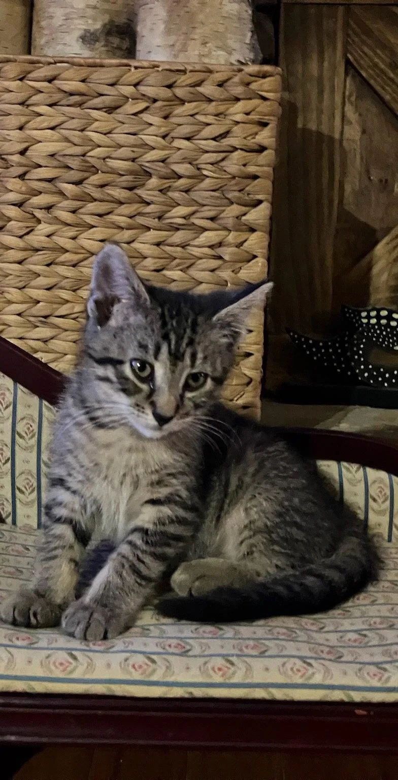 A young medium-sized female Domestic Medium Hair cat named Mundae for adoption in Alpharetta, GA