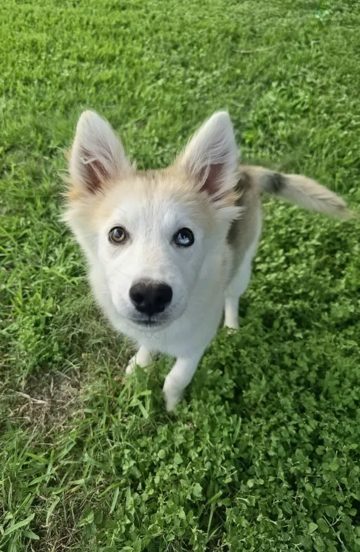 A baby medium-sized male Siberian Husky dog named Hero for adoption in Sumter, SC