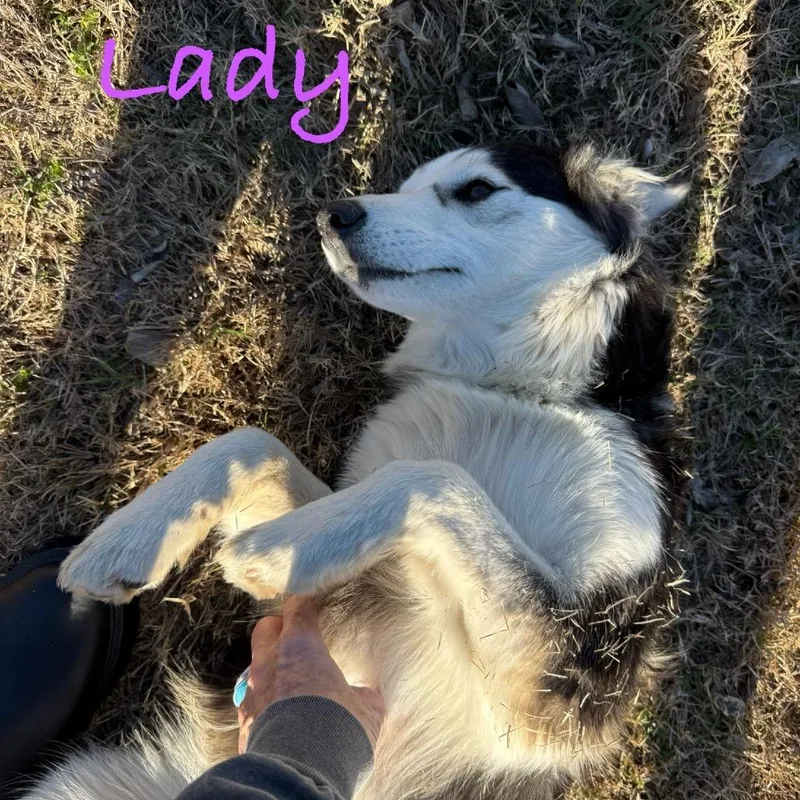 An adult medium-sized female Black Alaskan Malamute dog named Lady for adoption in Ennis, TX