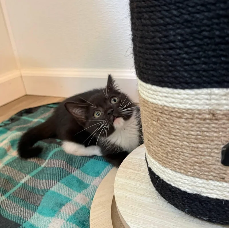 A baby medium-sized female Tuxedo cat named Zuzu for adoption in Blanch, NC