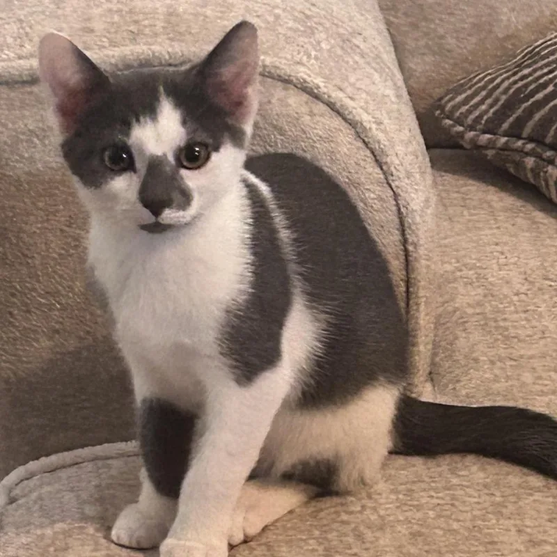 A baby medium-sized male Domestic Short Hair cat named Crumble for adoption in Youngsville, NC