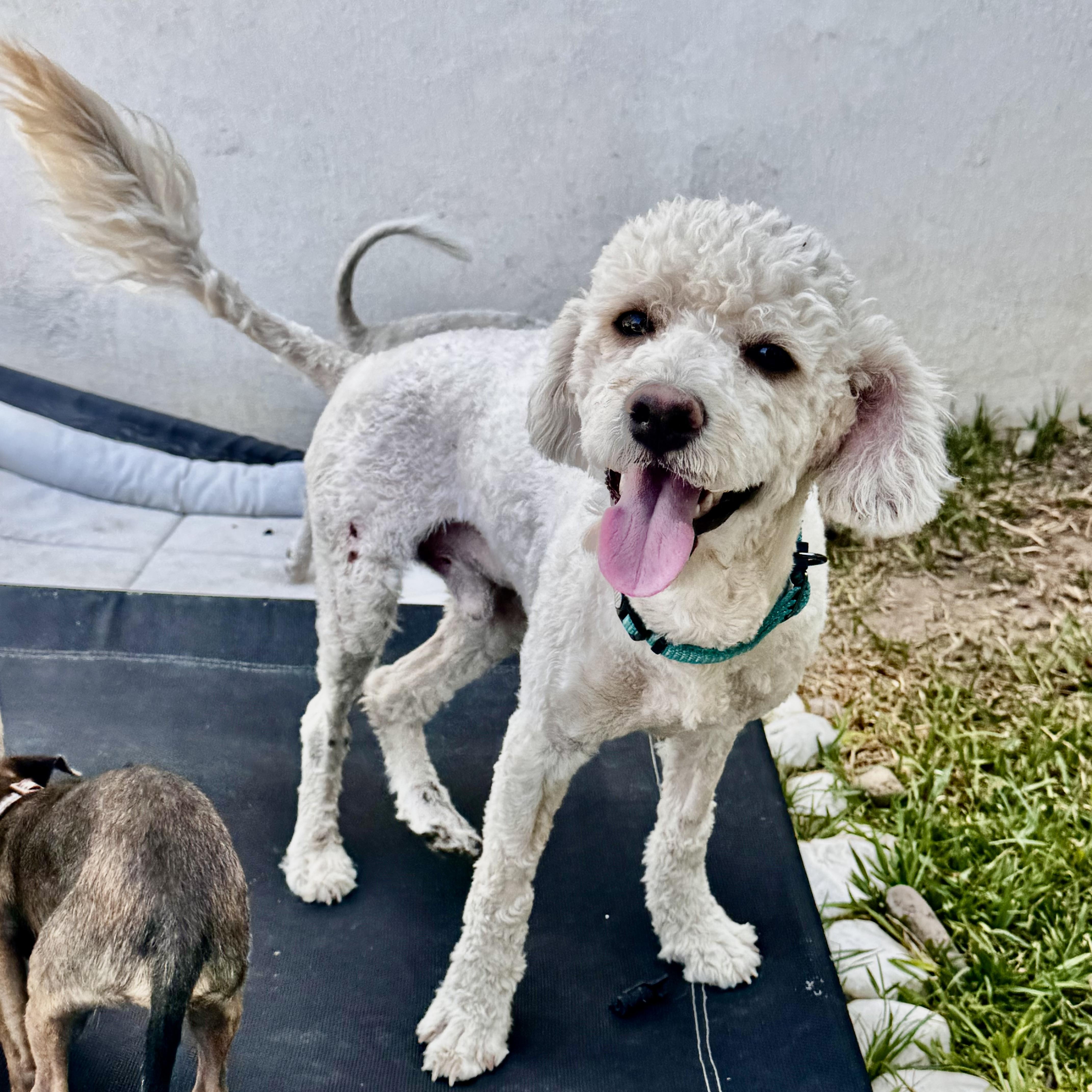 A young medium-sized male White / Cream Poodle dog named Coco for adoption in Manvel, TX