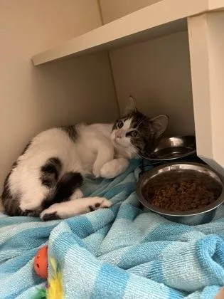 An adult medium-sized male Domestic Short Hair cat named Spike for adoption in Fairfax, VA