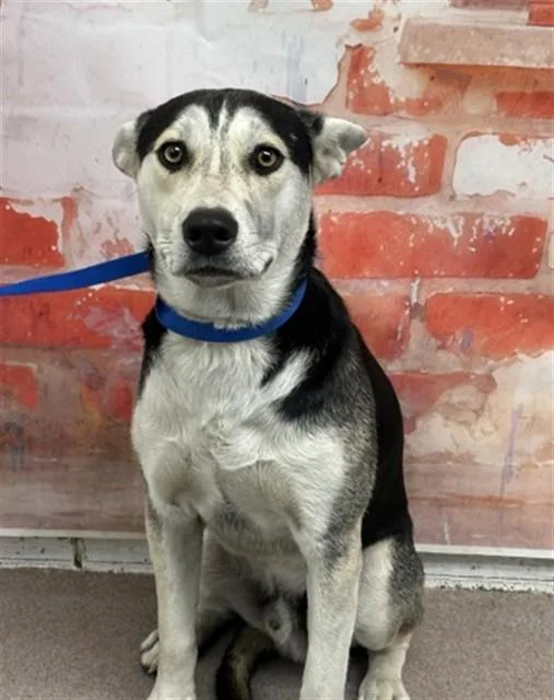 A young large-sized male German Shepherd Dog dog named Andy for adoption in San Bernardino, CA