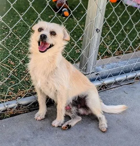 A young small-sized male Terrier dog named Kc for adoption in Ridgecrest, CA