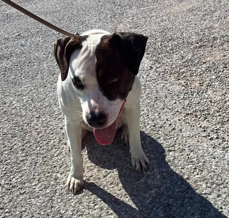 An adult medium-sized female Pit Bull Terrier dog named Karri for adoption in Evansville, IN