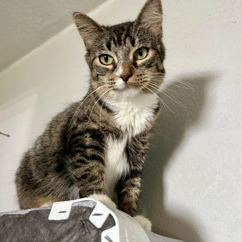 An adult medium-sized female Domestic Medium Hair cat named Algorithm for adoption in Akron, OH