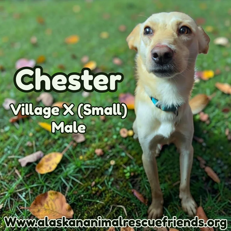 An adult medium-sized male Spaniel dog named Chester for adoption in Anchorage, AK