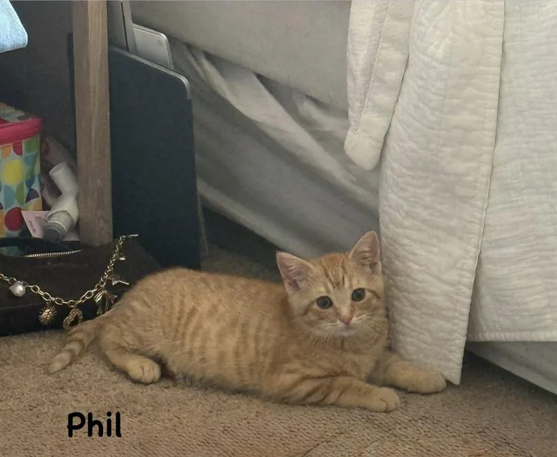 A baby small-sized male Orange & White Domestic Short Hair cat named Phil for adoption in Telford, PA