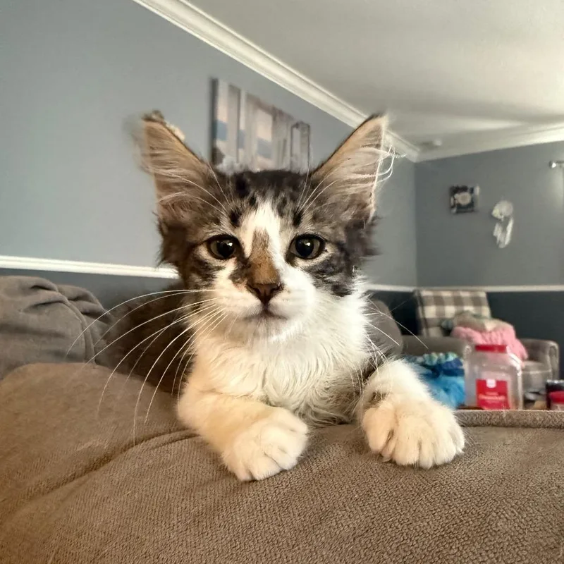 A baby small-sized male White Domestic Medium Hair cat named Lennon for adoption in Escondido, CA