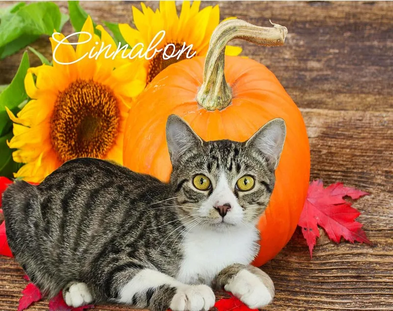 Cinnabon thumbnail 2