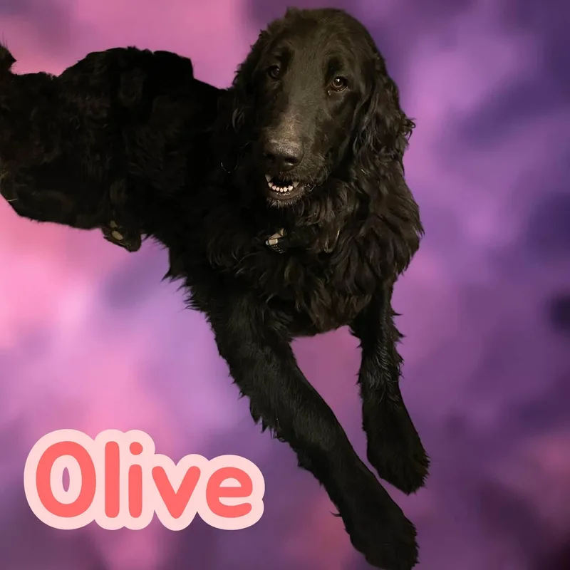 Olive  velco best thumbnail 2