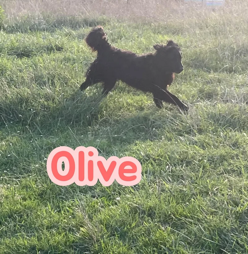 Olive  velco best thumbnail 3