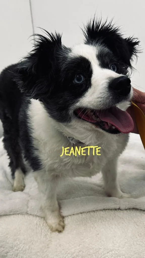 An adult medium-sized female Australian Shepherd dog named Jeanette for adoption in Jacksonville, IL
