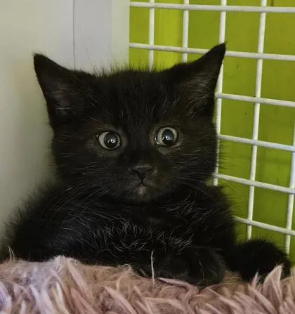 A baby small-sized male Black Domestic Short Hair cat named Tumble for adoption in Kansas City, MO