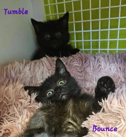 Tumble thumbnail 2