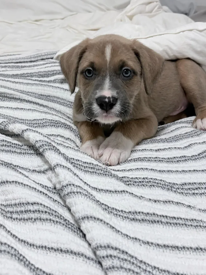 A baby medium-sized male Boxer dog named Duke for adoption in Billings, MT