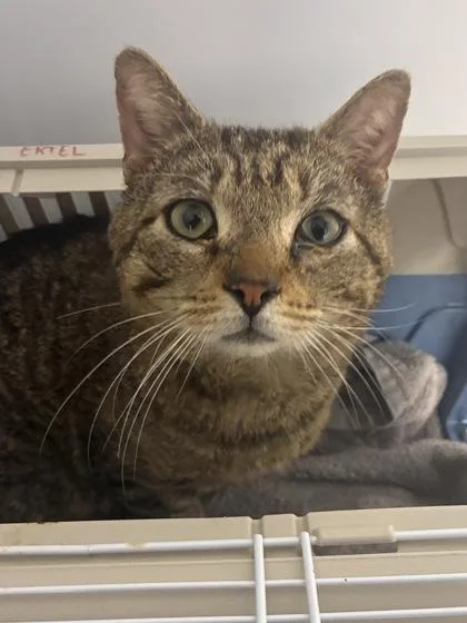 An adult large-sized male Domestic Short Hair cat named Chunky Hunk for adoption in West Chester, PA