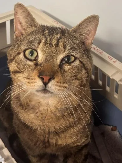 Chunky Hunk thumbnail 2