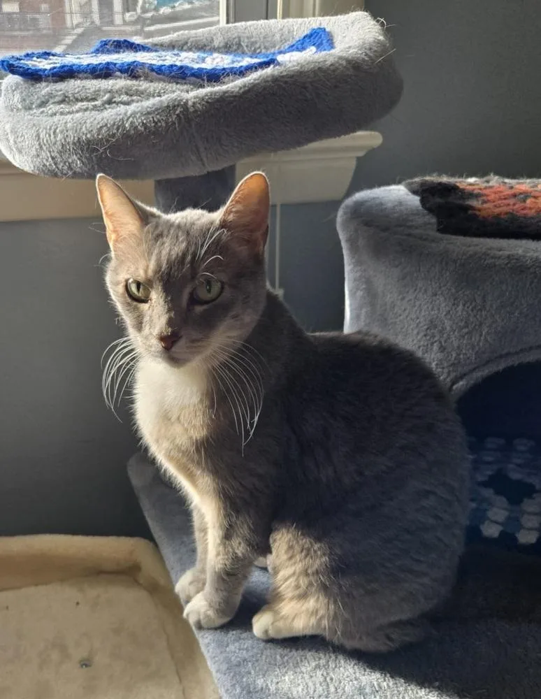 An adult medium-sized female American Shorthair cat named Autumn for adoption in Skippack, PA