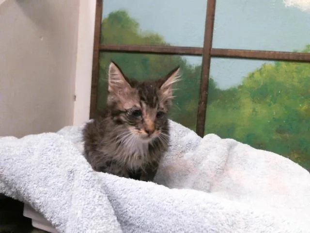 A baby small-sized male Domestic Short Hair cat named Jack for adoption in Houston, TX