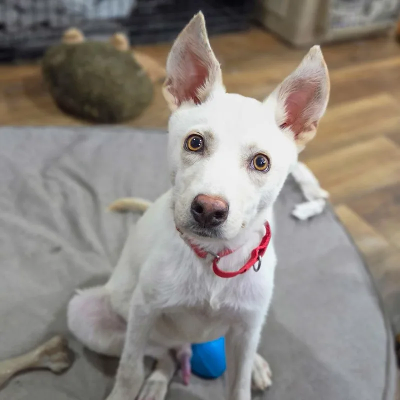A young small-sized male White / Cream Shepherd dog named Wiley for adoption in Pittsburg, KS