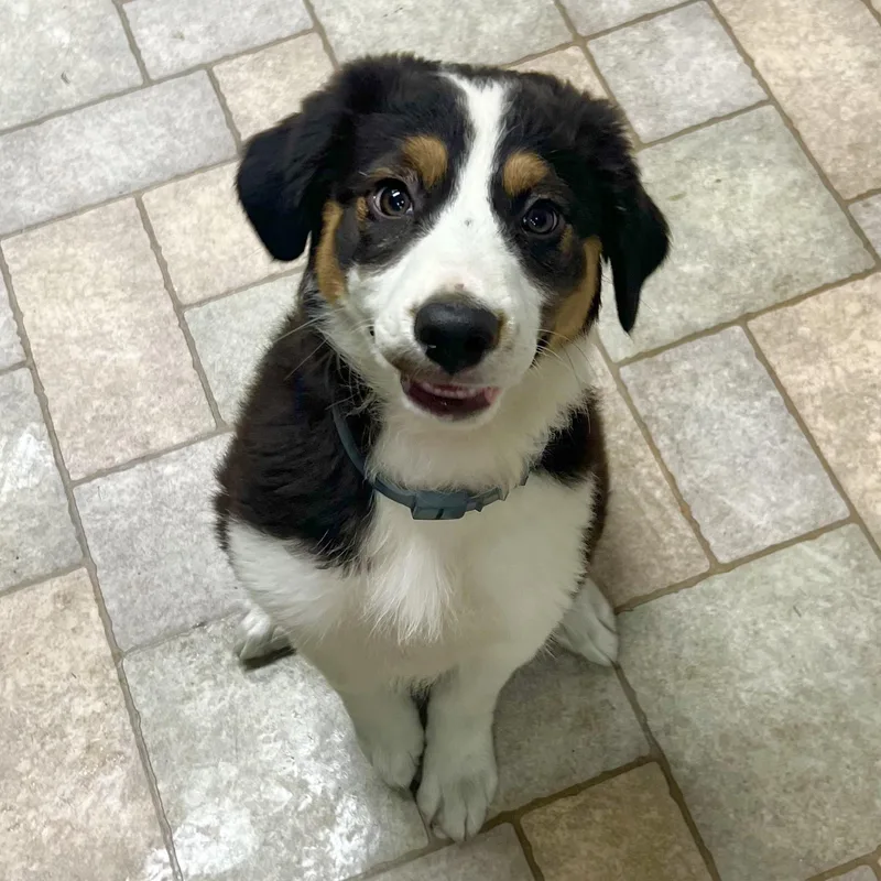 A baby medium-sized female Australian Shepherd dog named Olive for adoption in Hollister, MO