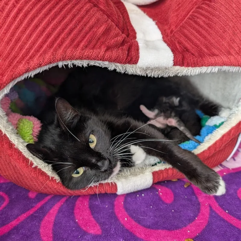 Magnolia thumbnail 2