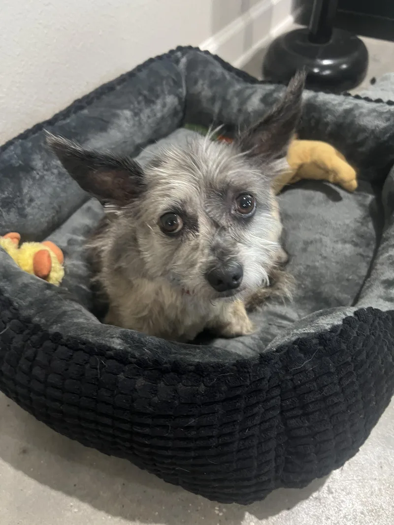 An adult small-sized female Pomeranian dog named Darla for adoption in Baker, LA