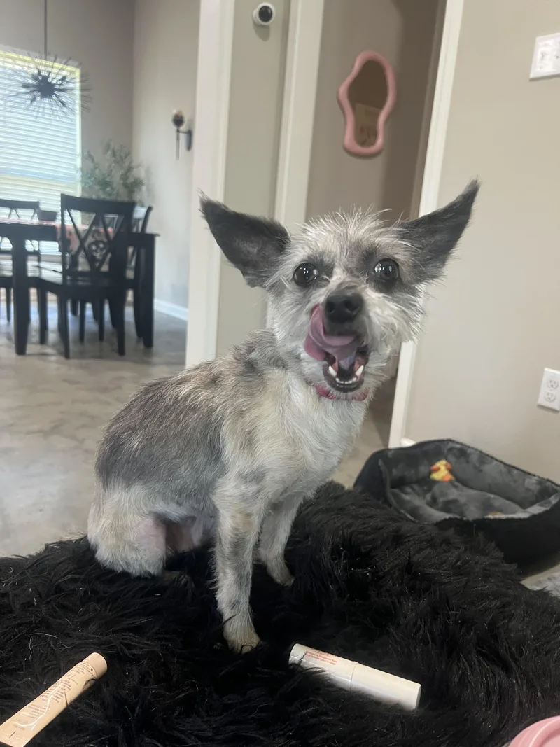 Darla thumbnail 4