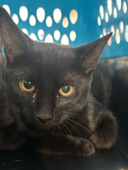 A baby small-sized male Domestic Short Hair cat named Crunch for adoption in West Chester, PA