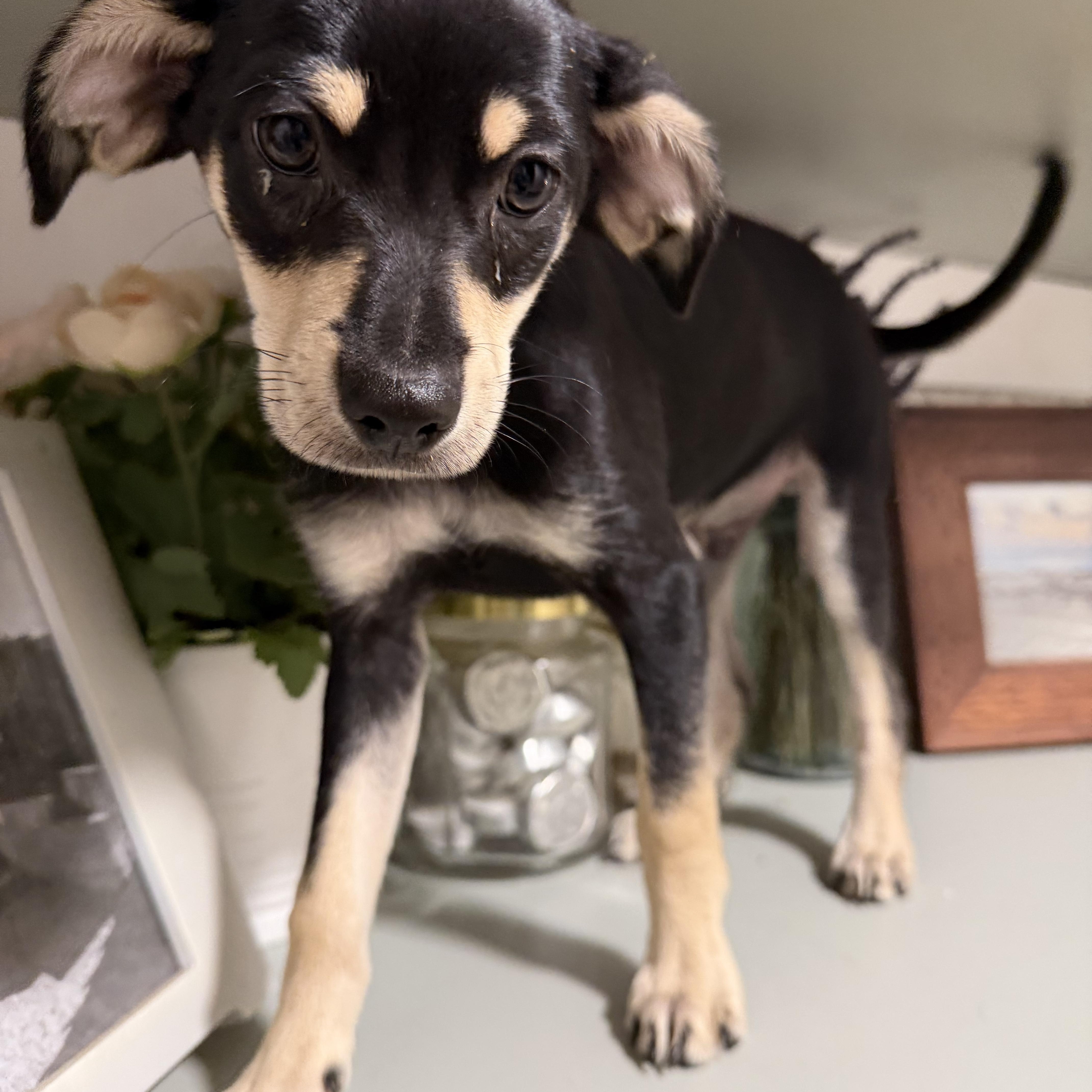A baby small-sized male Chihuahua dog named Oolong for adoption in Eugene, OR
