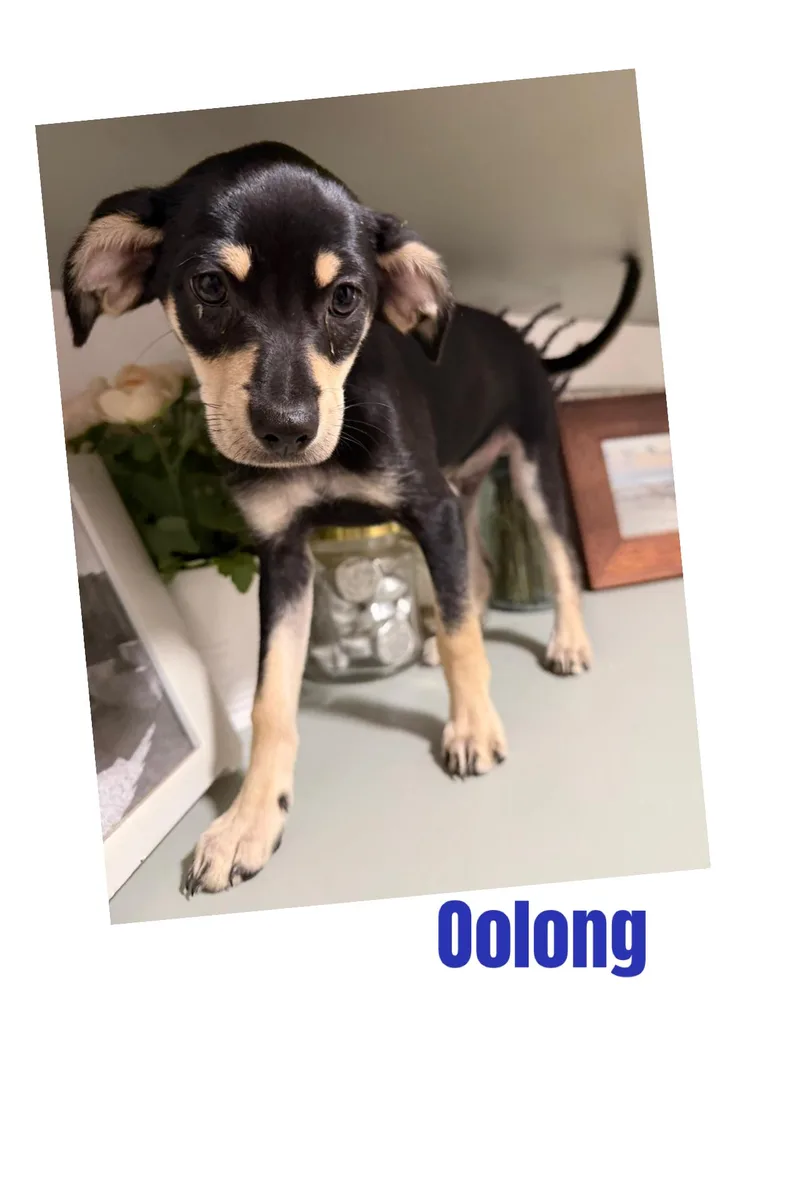 Oolong thumbnail 3