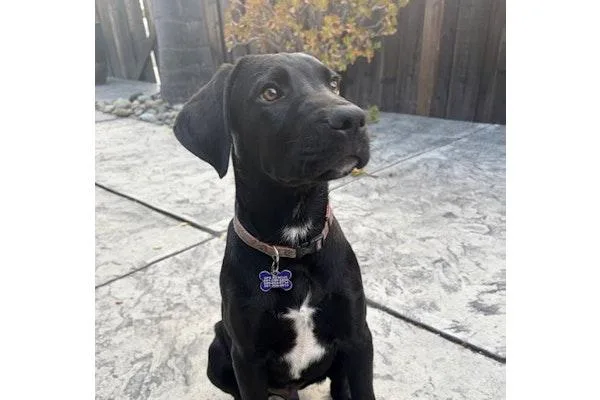 A baby large-sized male Labrador Retriever dog named Galaxy for adoption in Palo Alto, CA
